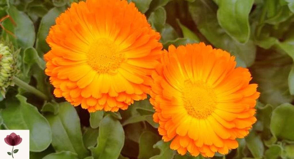 Calendula