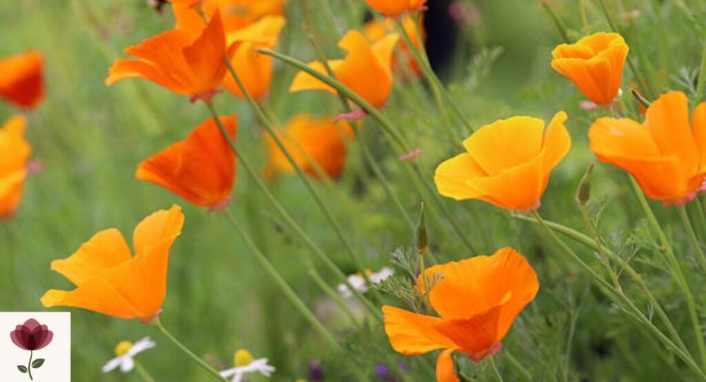 California Poppy