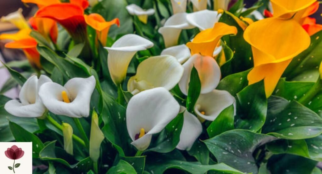 Calla Lily