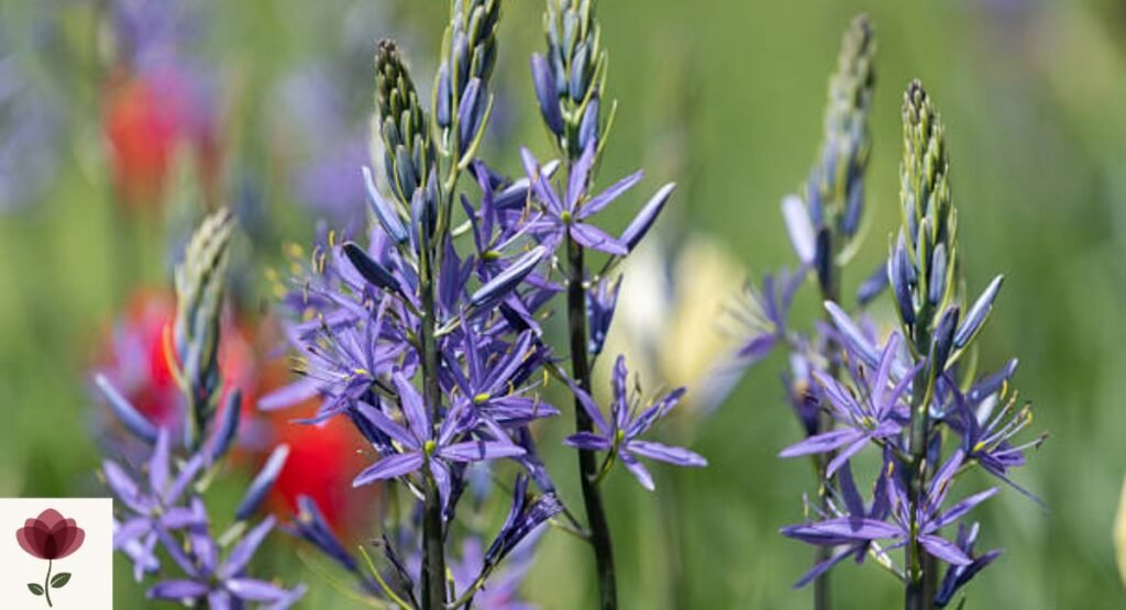 Camassia