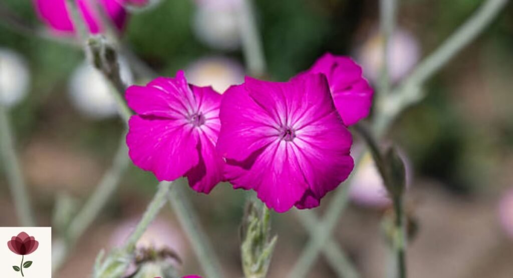 Campion
