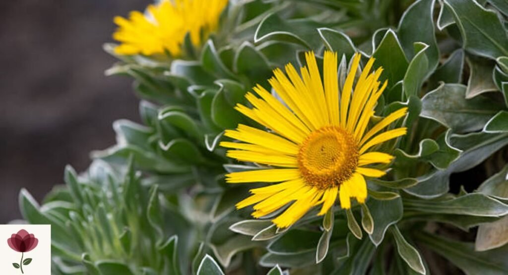 Canary Island Daisy