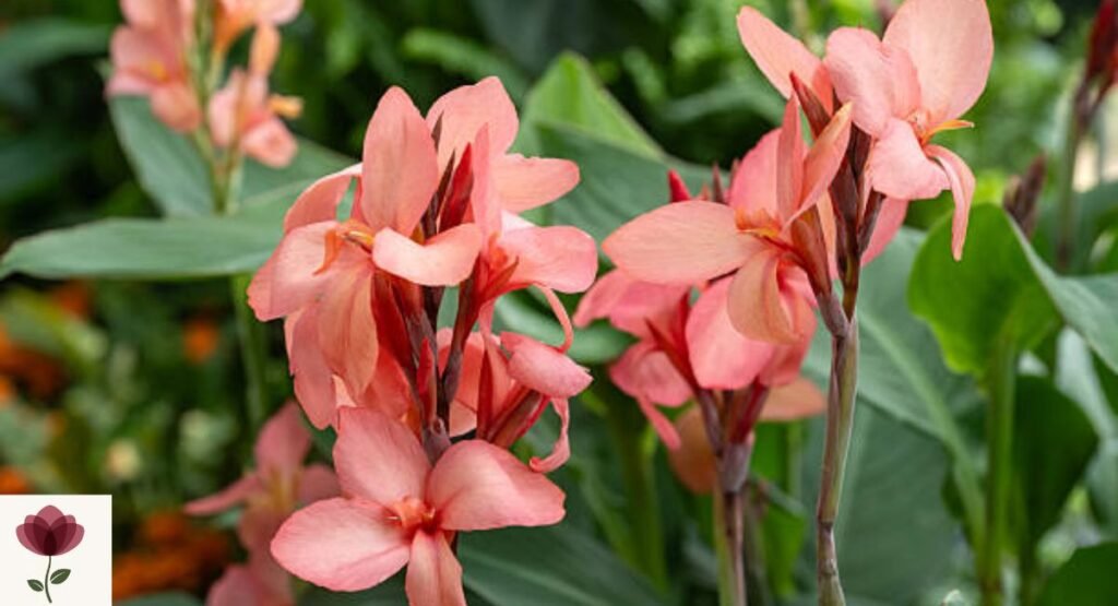 Canna Lily
