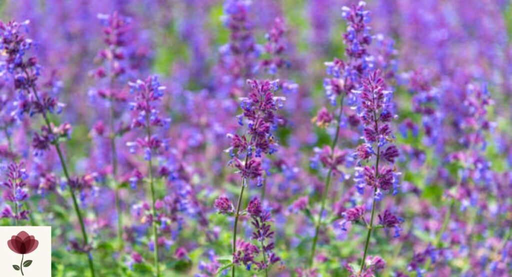 Catmint
