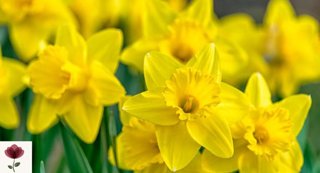 Daffodil