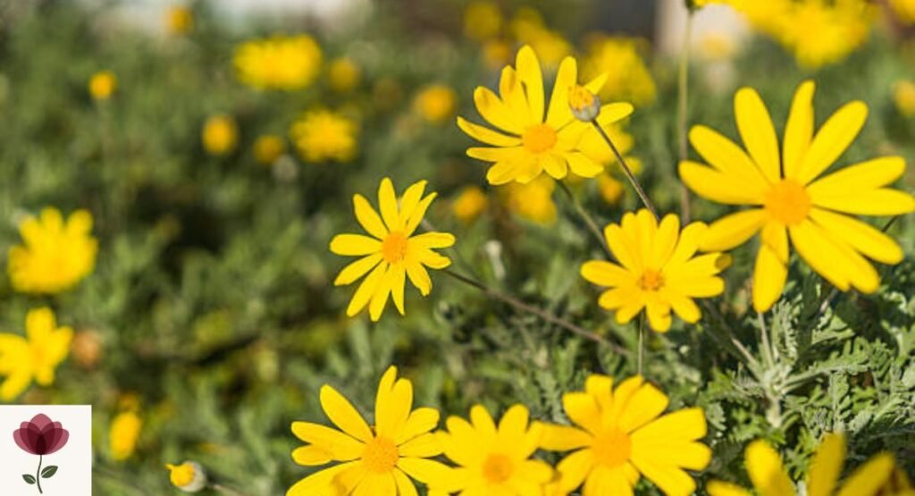 Dahlberg Daisy