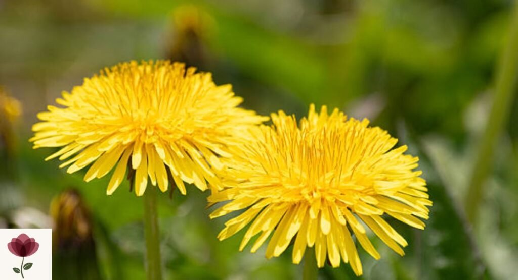 Dandelion