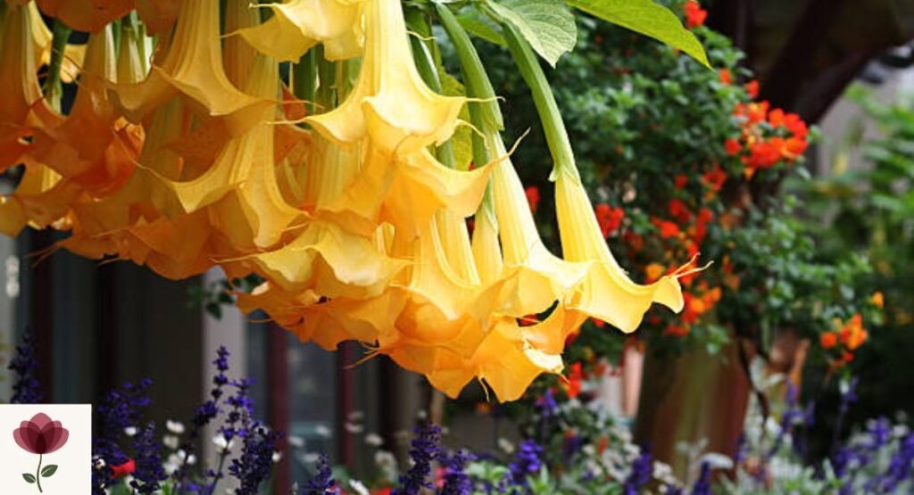 Datura