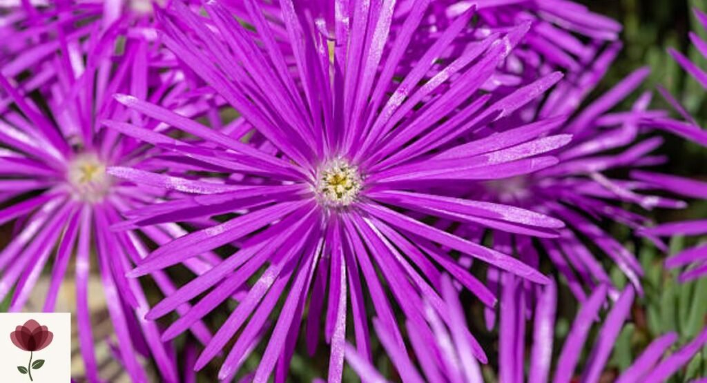 Delosperma