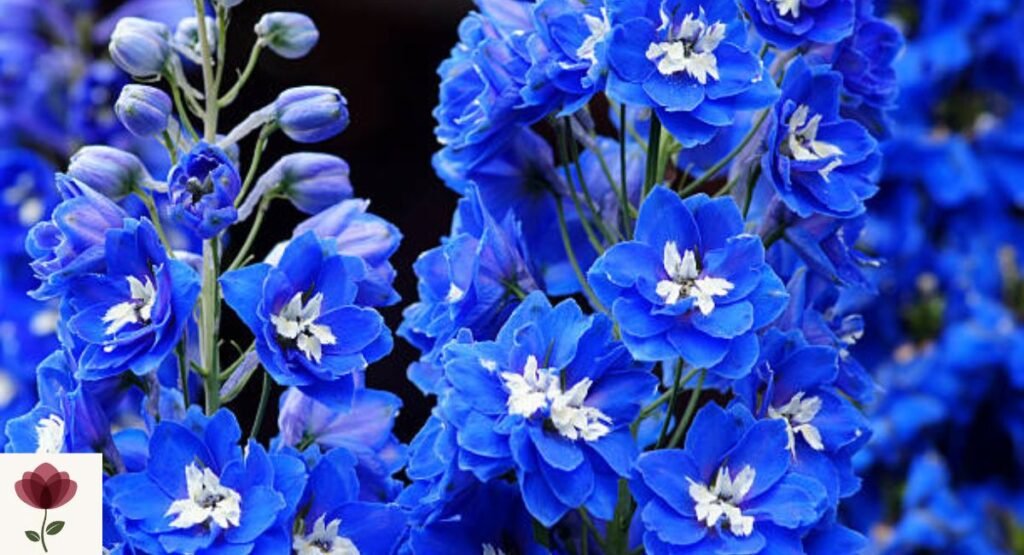 Delphinium