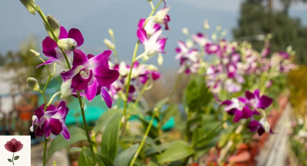 Dendrobium Orchid