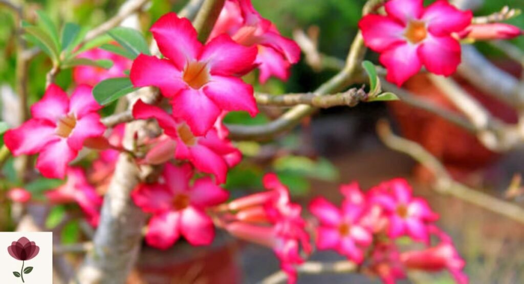 Desert Rose