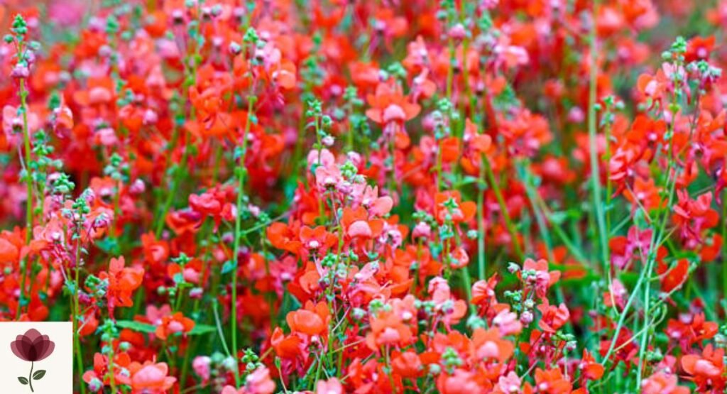 Diascia