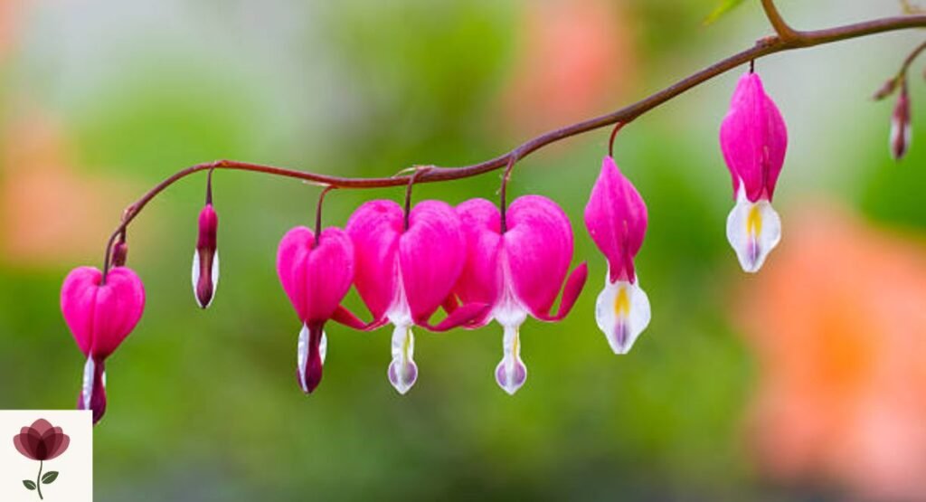 Dicentra (Bleeding Heart)