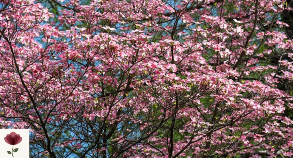 Dogwood Blossom