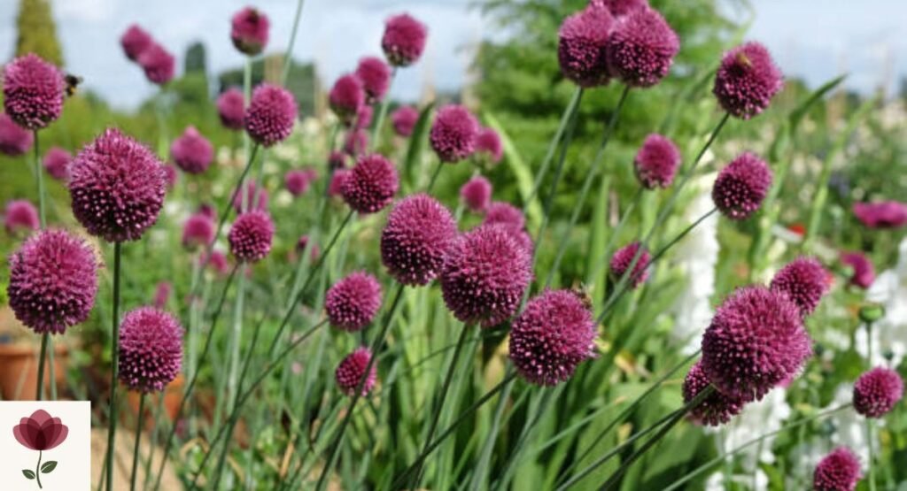 Drumstick Allium