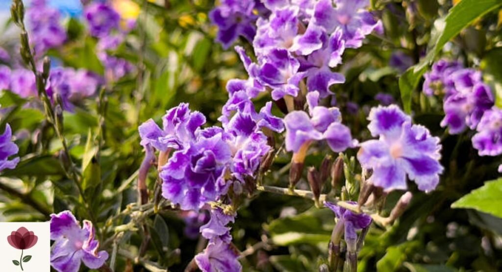 Duranta