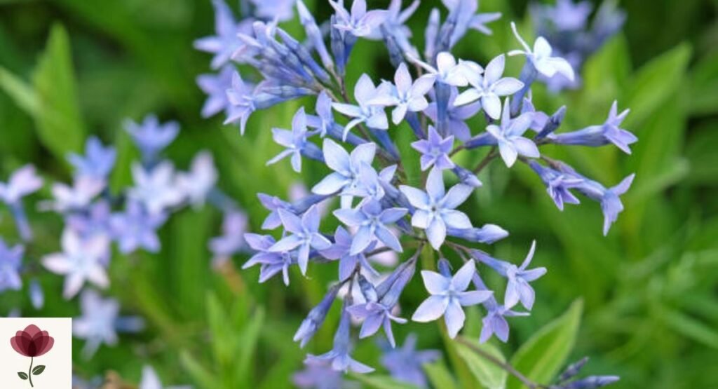 Eastern Bluestar