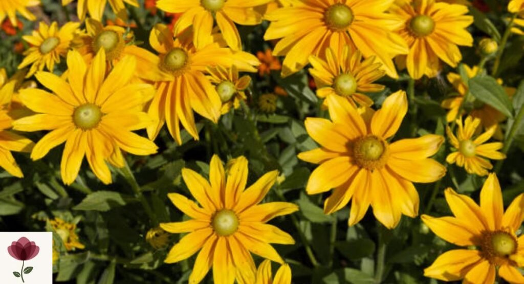 Eastern Coneflower
