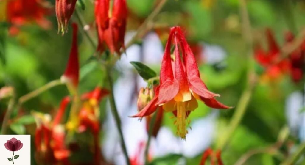 Eastern Red Columbine