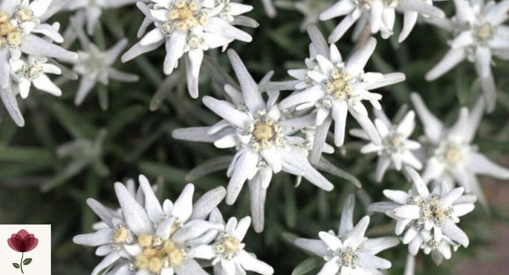 Edelweiss