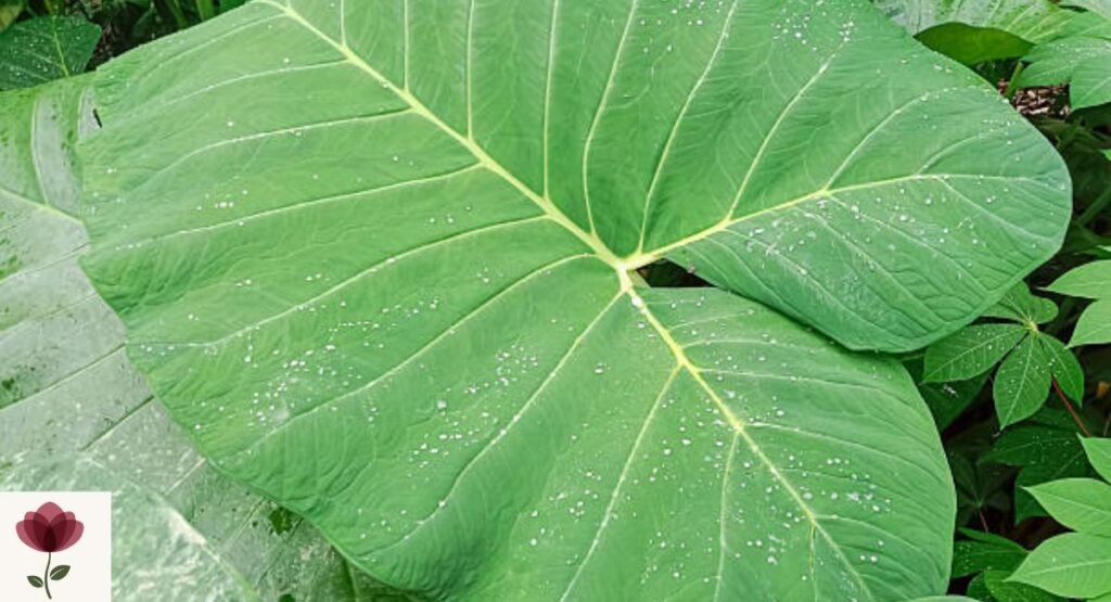 Elephant Ear