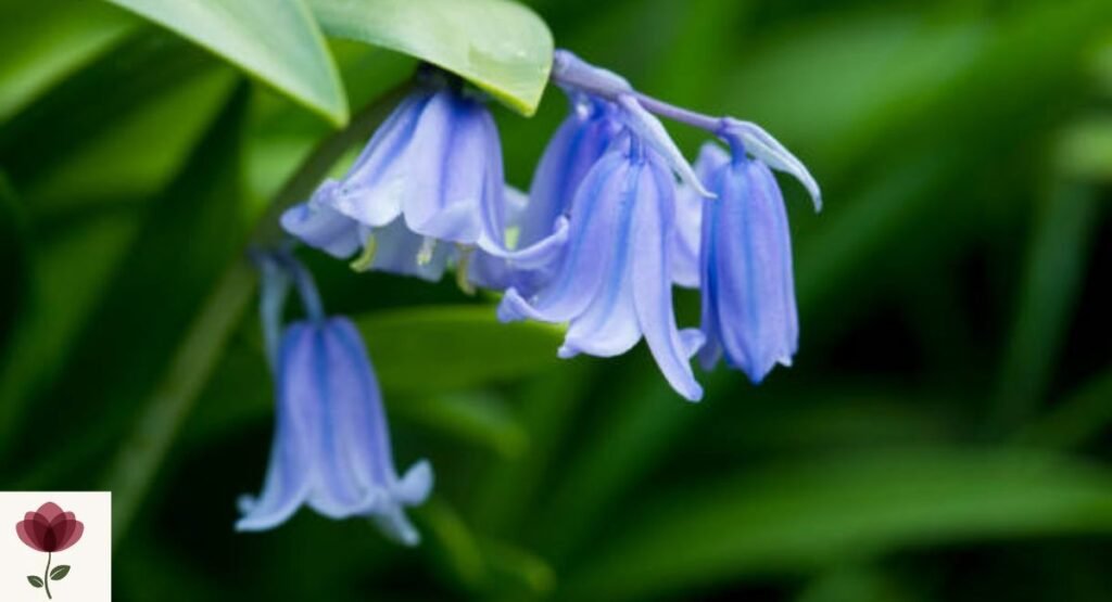 English Bluebell