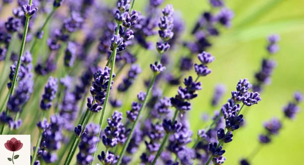 English Lavender