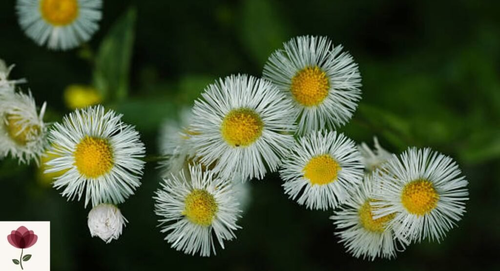 Erigeron (Fleabane)