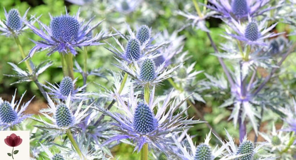 Eryngium (Sea Holly)