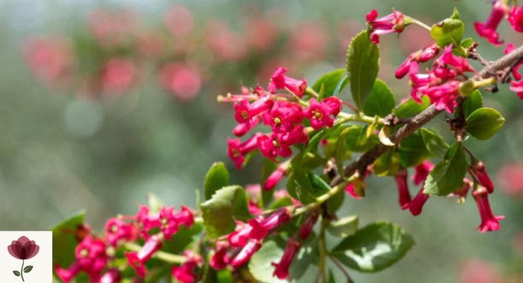 Escallonia