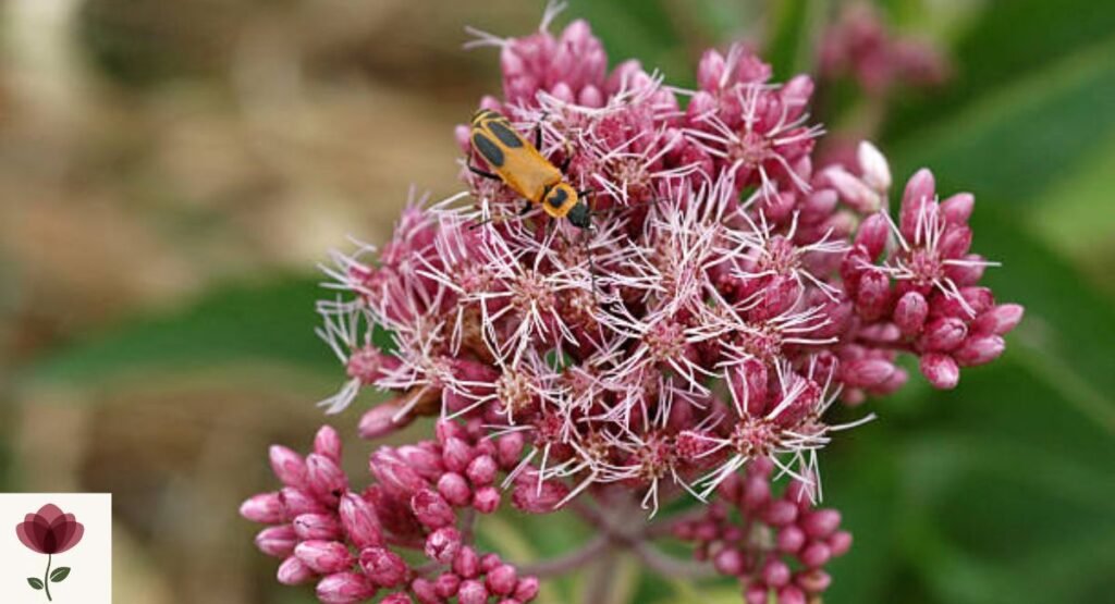 eupatorium-joe-pye-weed