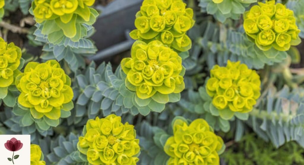 Euphorbia (Spurge)