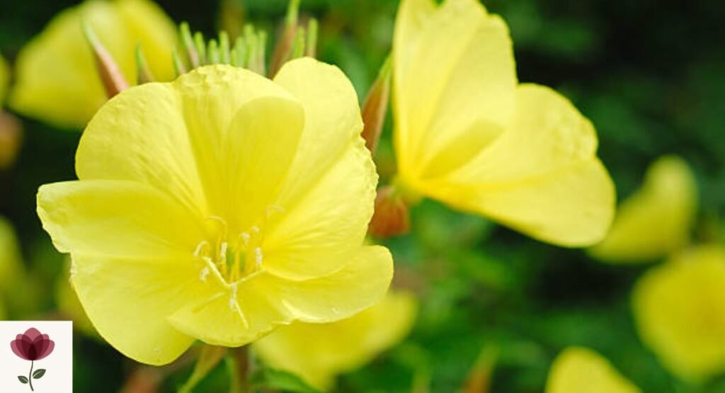 Evening Primrose