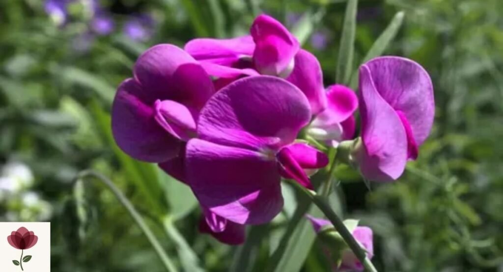 Everlasting Pea