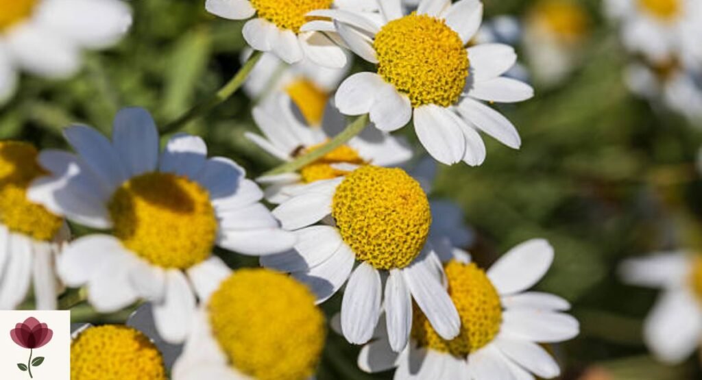 Feverfew