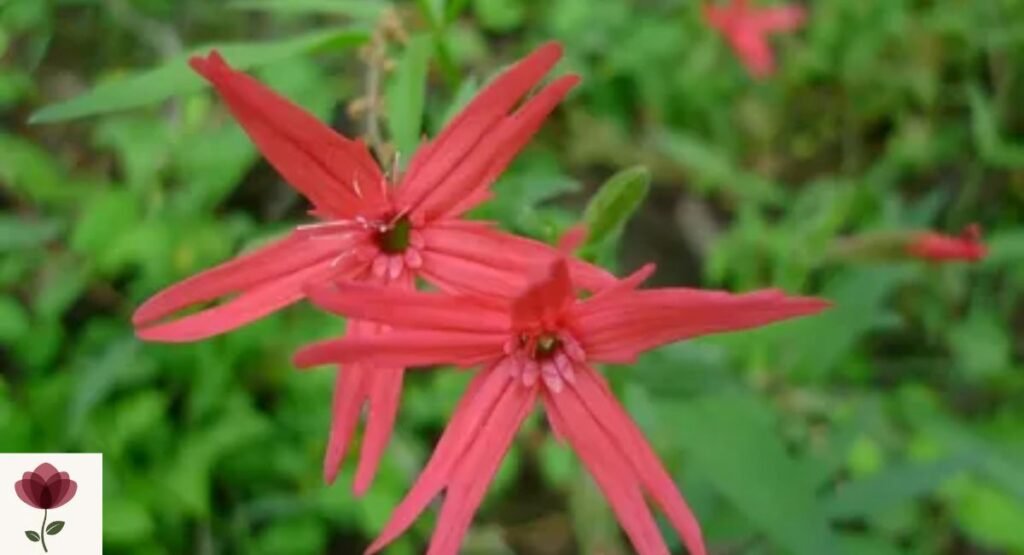 Fire Pink