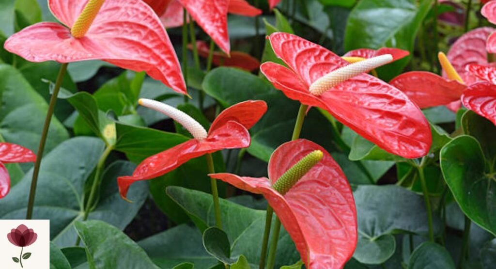 Flamingo Flower