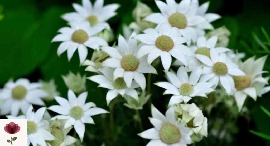 Flannel Flower