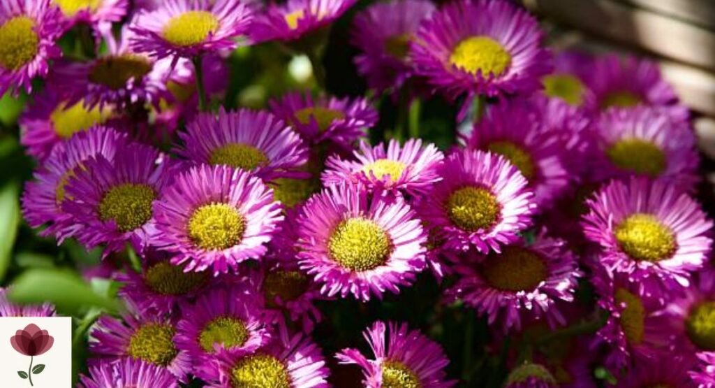 Fleabane