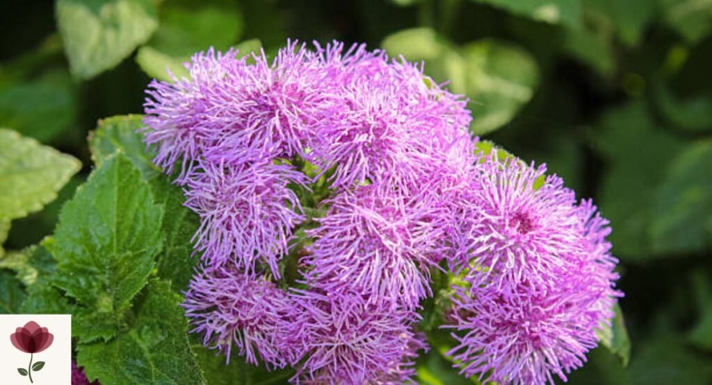 Floss Flower
