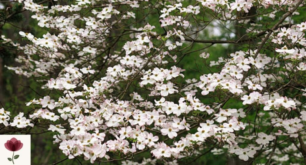 Flowering Dogwood