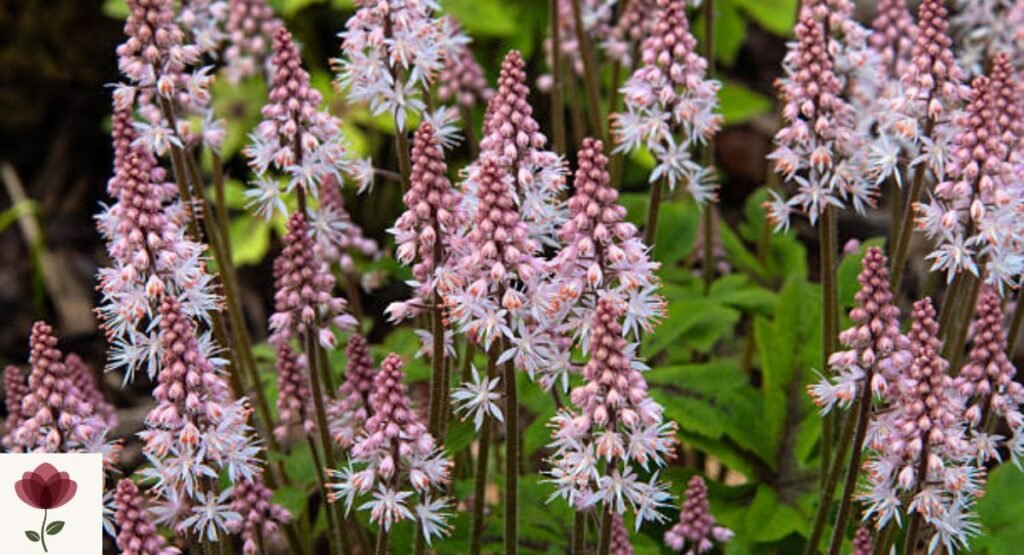 foamflower