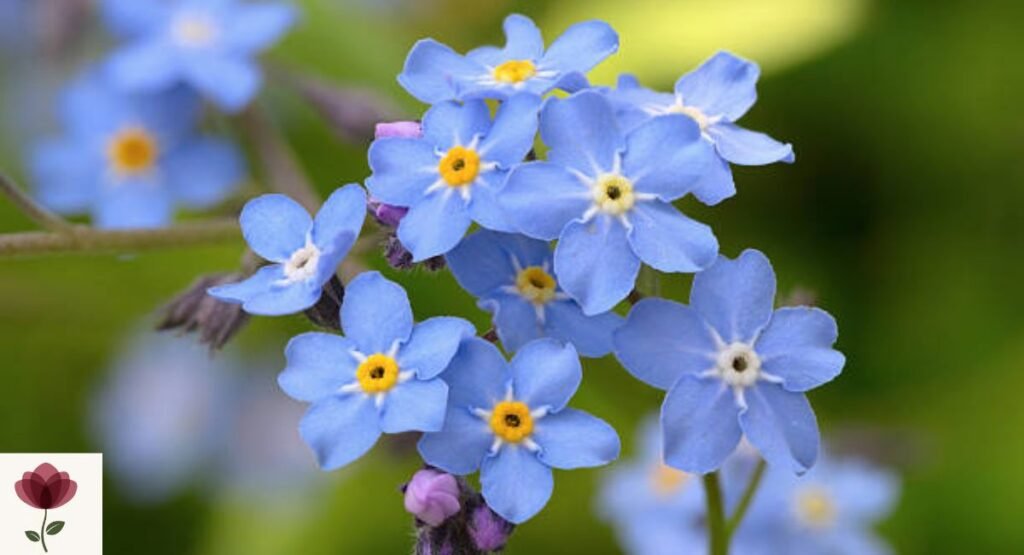 Forget-Me-Not