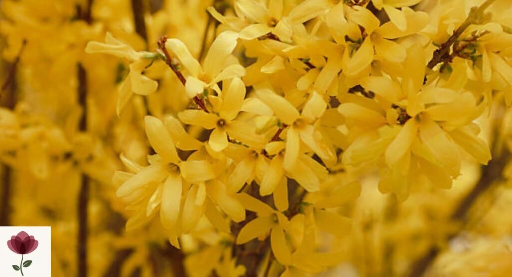 Forsythia