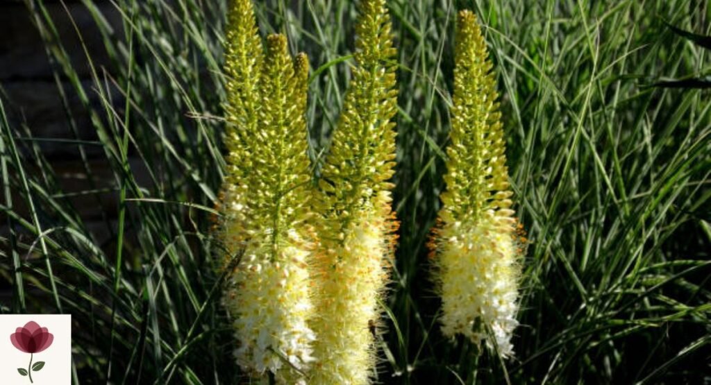 Foxtail Lily