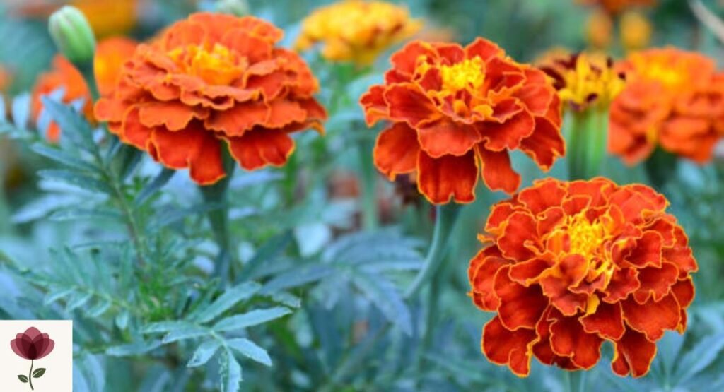 French Marigold