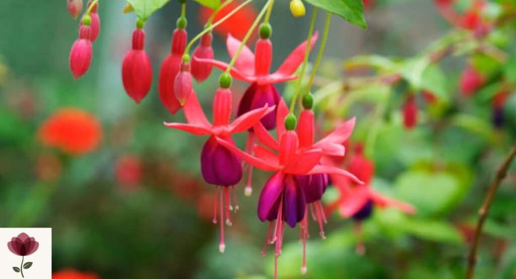 Fuchsia