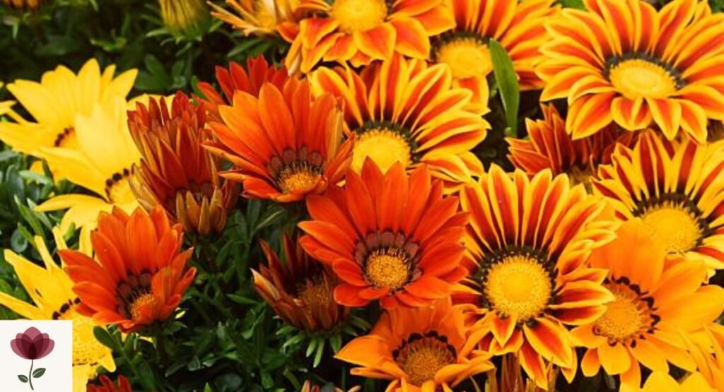 Gazania (Gazania rigens)