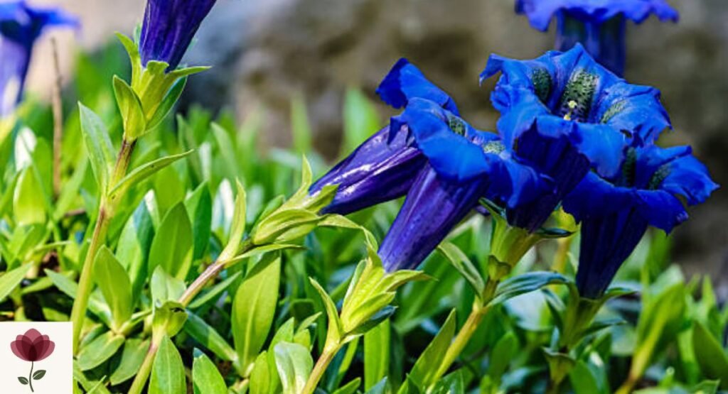 Gentian (Gentiana spp.)